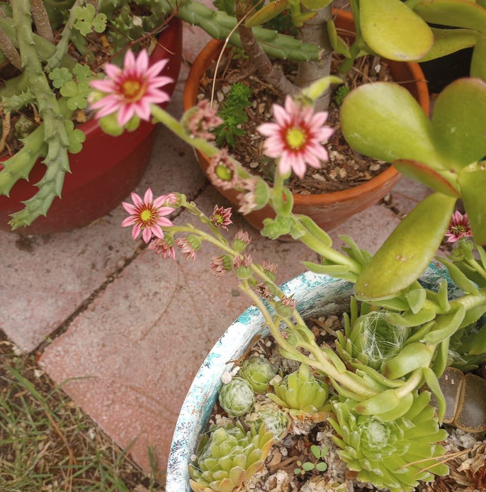 Stapeliads and Asclepiads蘿藦 | Does this look like my flowers got ...