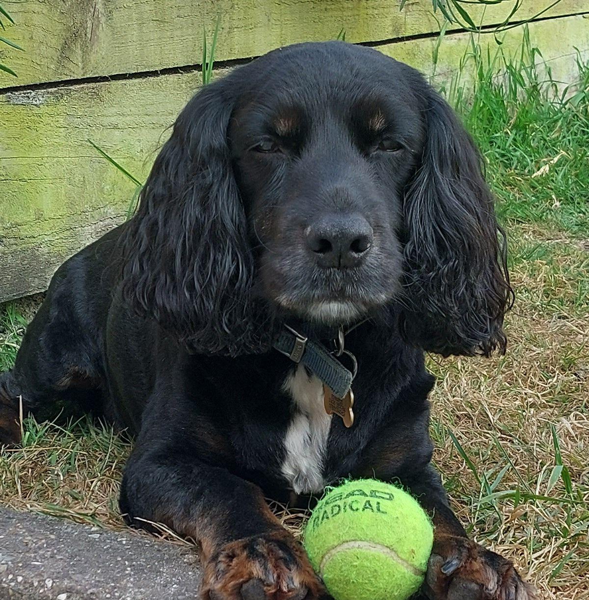 Why does every portrait turn into an action shot? 😂📸 #spaniellife # ...