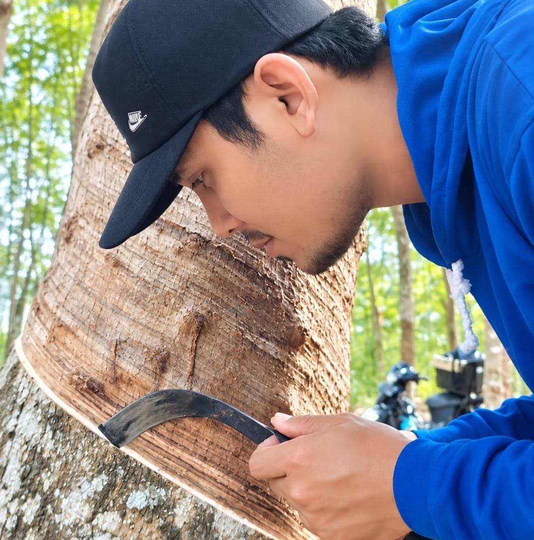 Foraging for sap in the summer 💧🌳 #naruresap #asmr #latex | Ahmad Khoironi