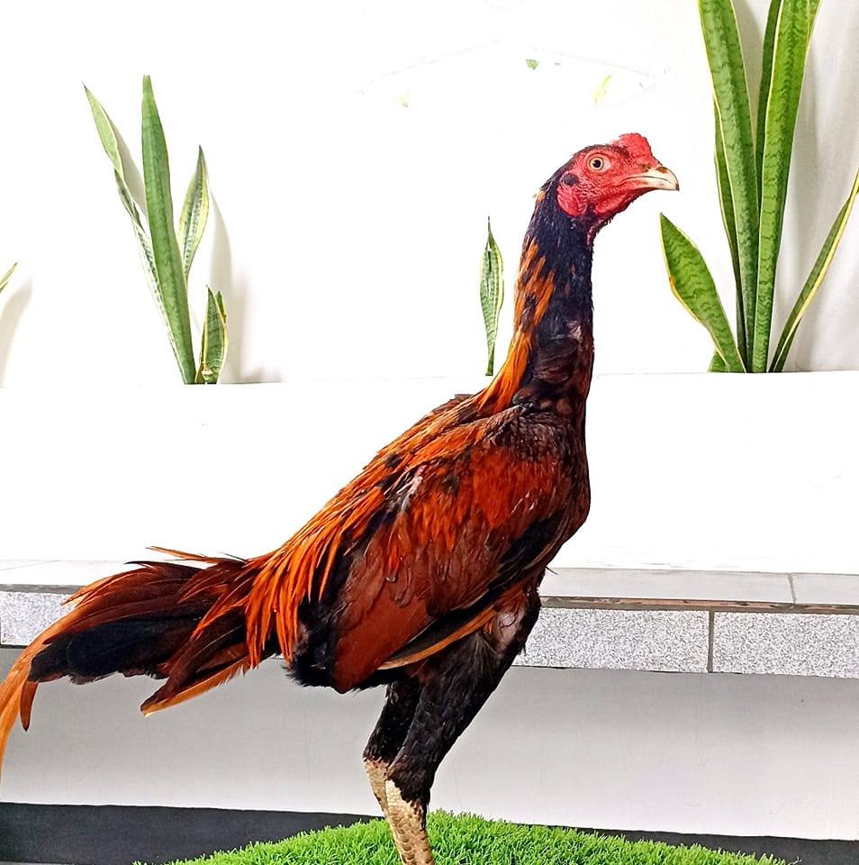 Bumi Pakem Pakem