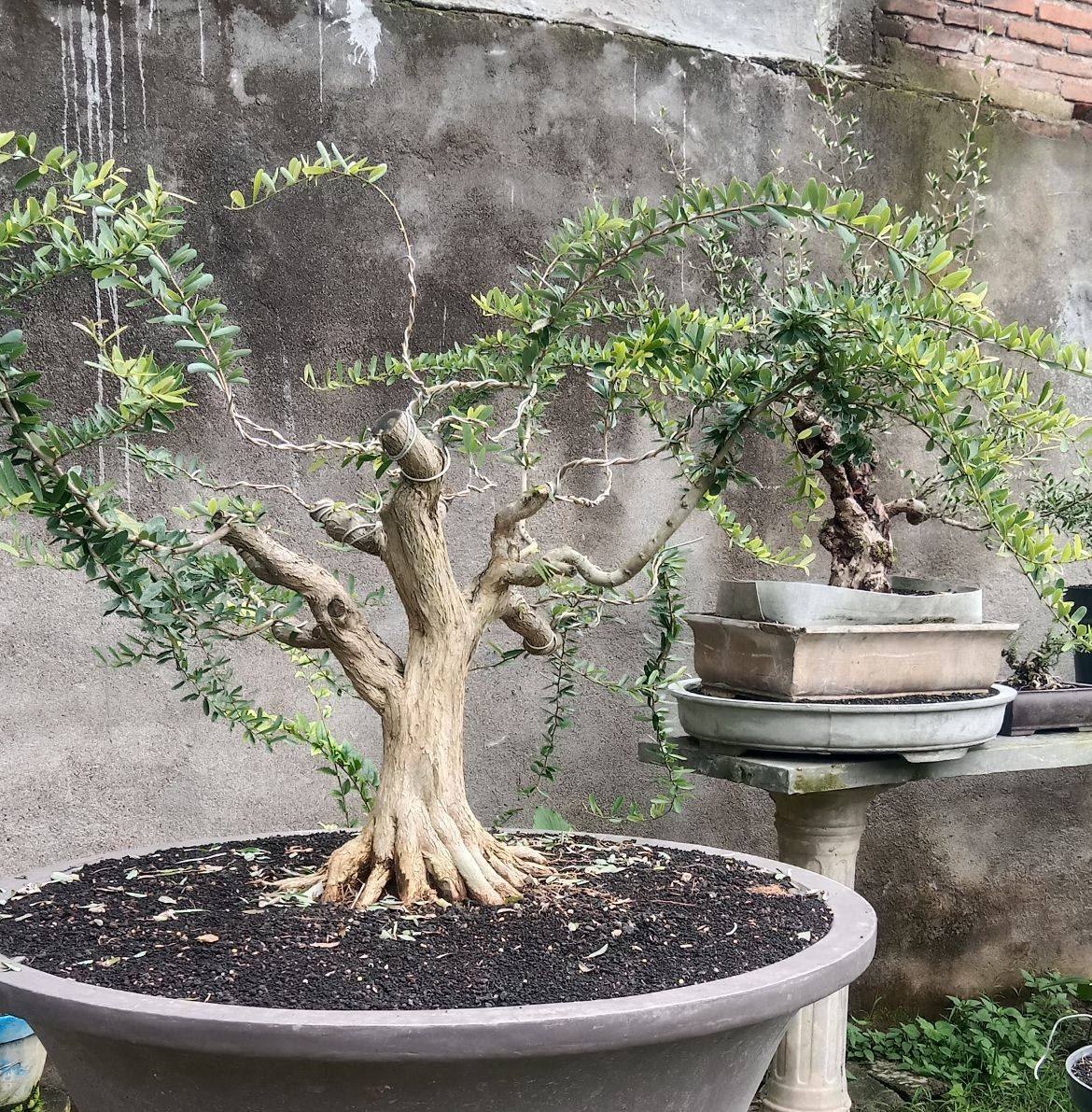 Results of grafting a princess earring bonsai material This process ...