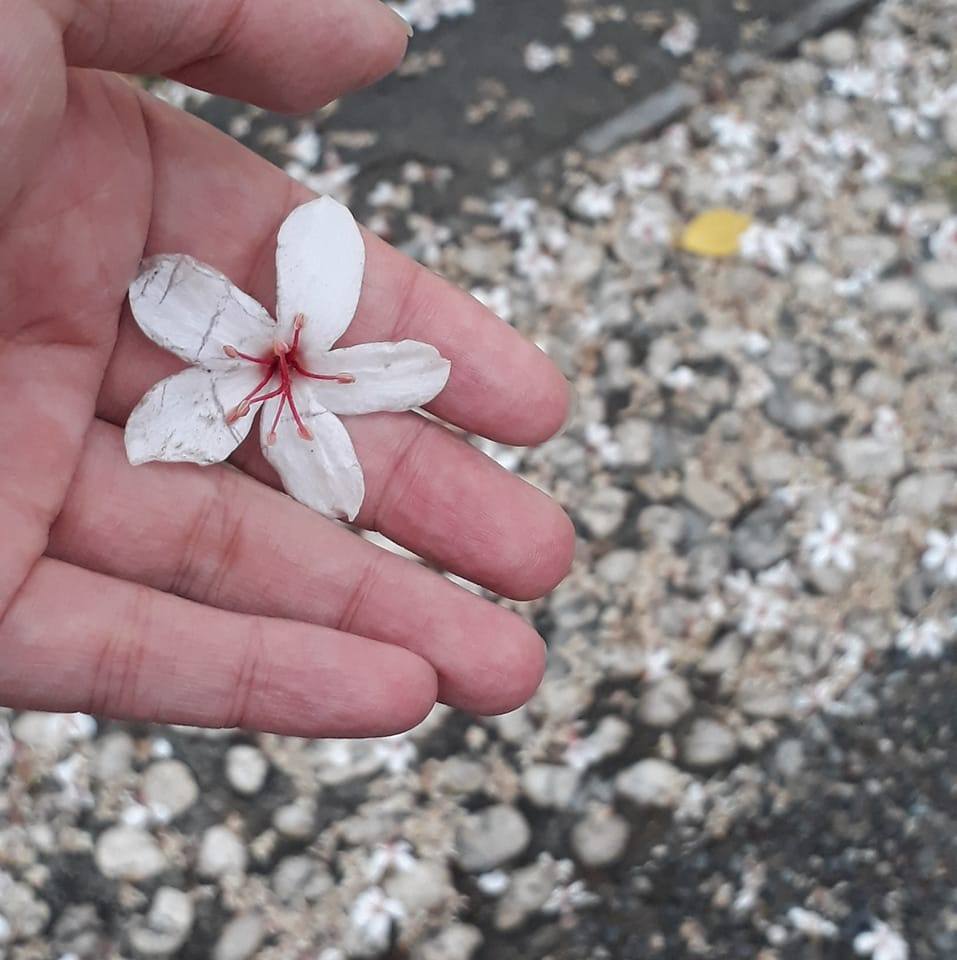 桃園有哪些吃到飽的。有生魚片。以前去港龘。現在不知道哪。拜託有吃到的告知一下 | Facebook