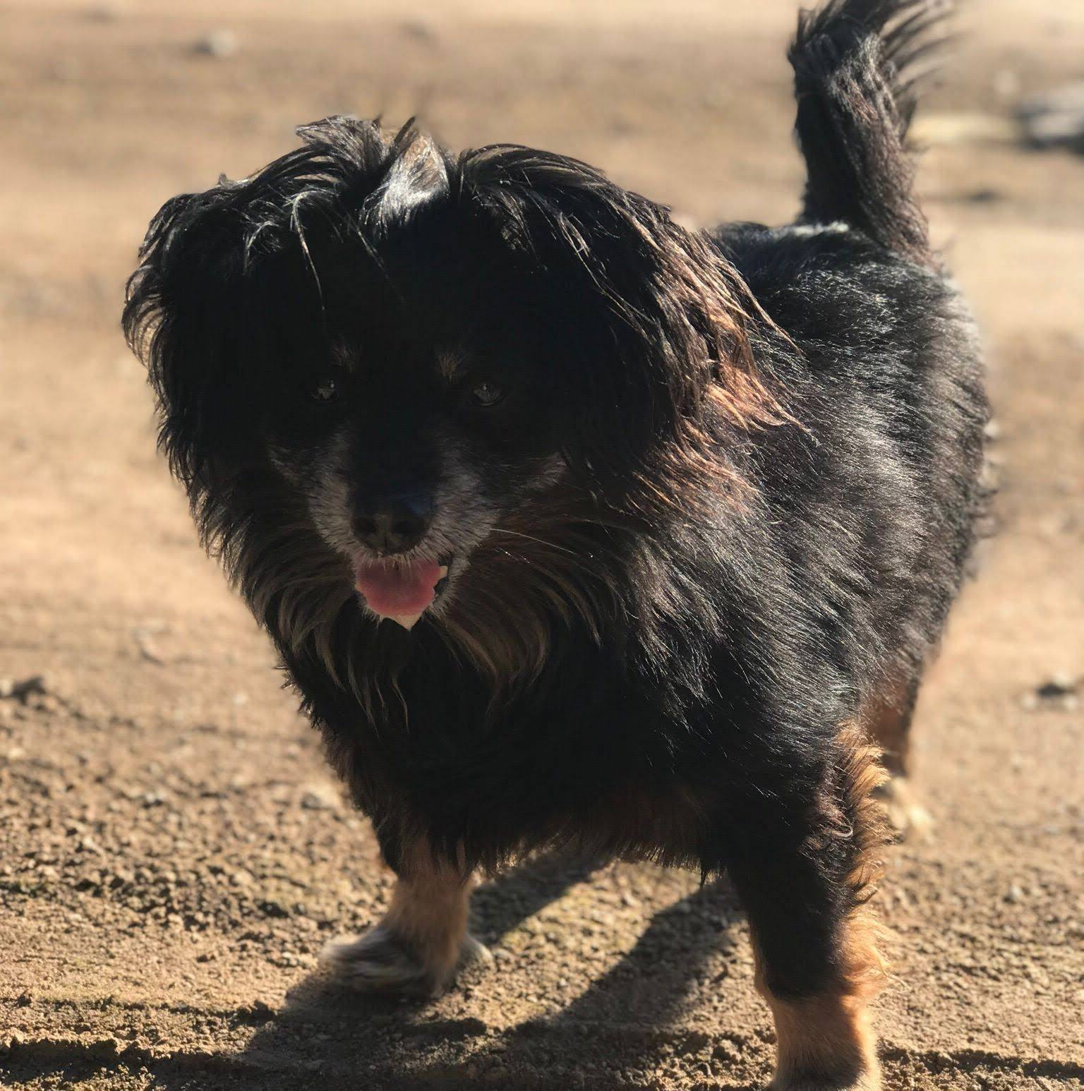 El Rincón de los Peludos: Max, Balto, Bombón y ...🐾🐶 | ¡Hola a todos ...