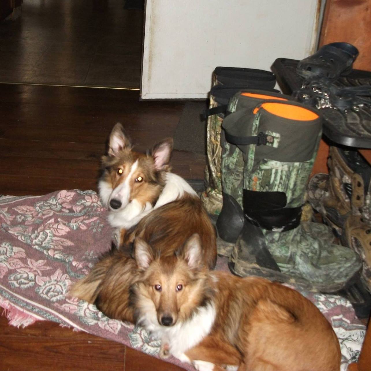 Flemish and Continental Giant Rabbits for Rehoming (USA only) | A ...
