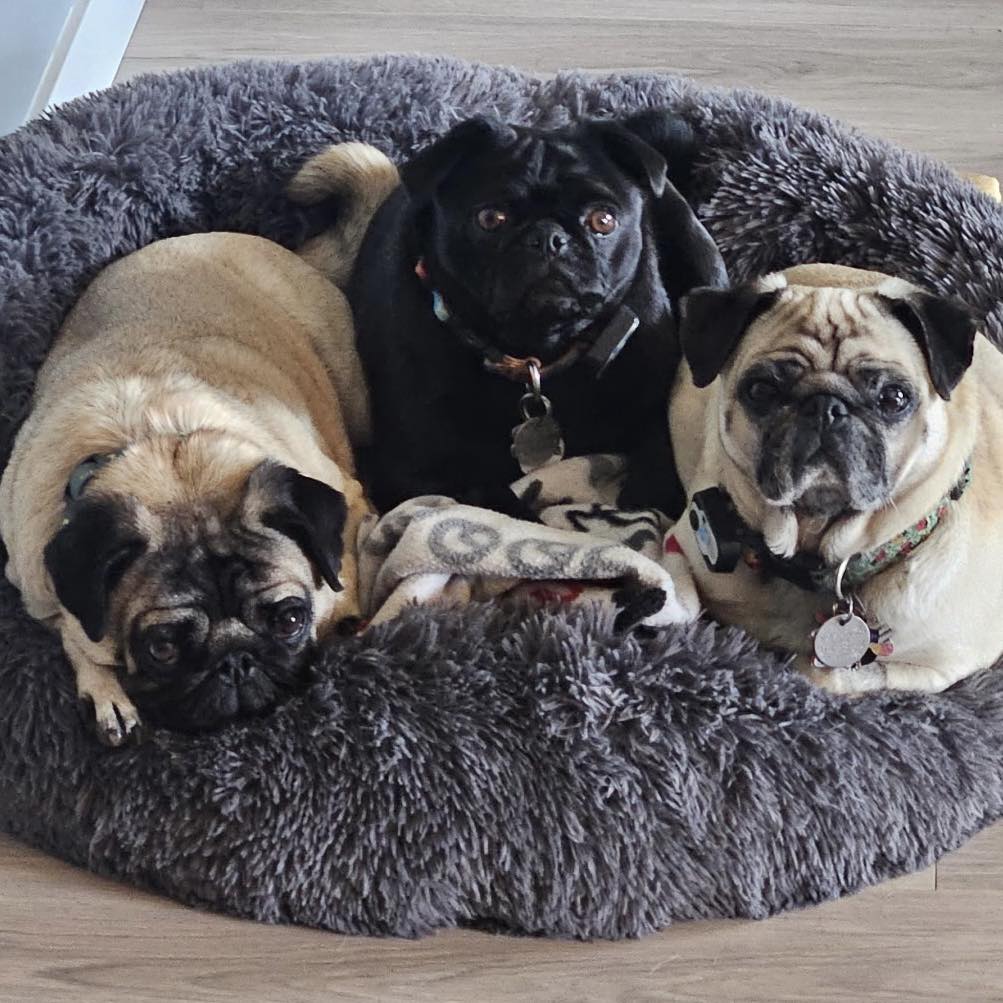 Move over mid-terms and make way for National Pug Day!!! In honor of ...