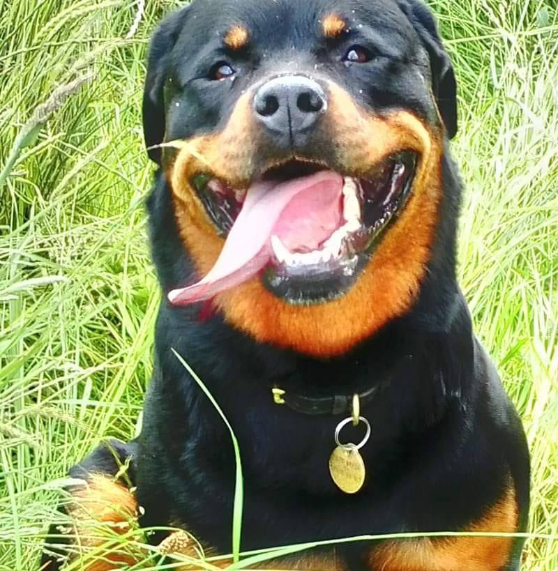 Shalkato Collars and Leads | Taunton