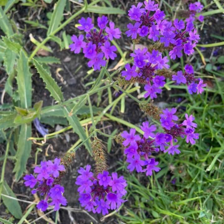 Sim Flower