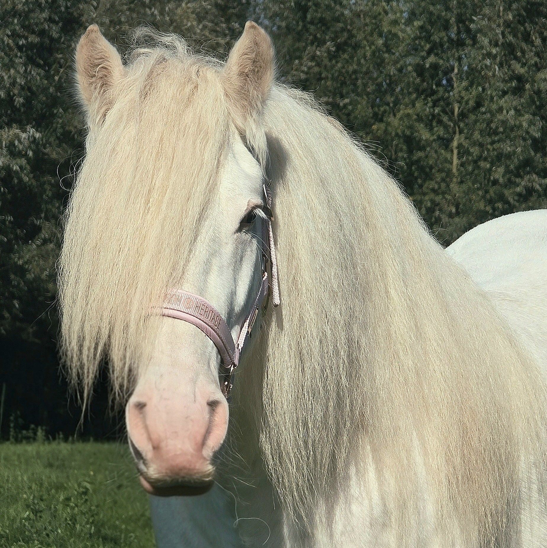 Horse Color Genetics for Dummies | Is this a spotted silver dapple ...