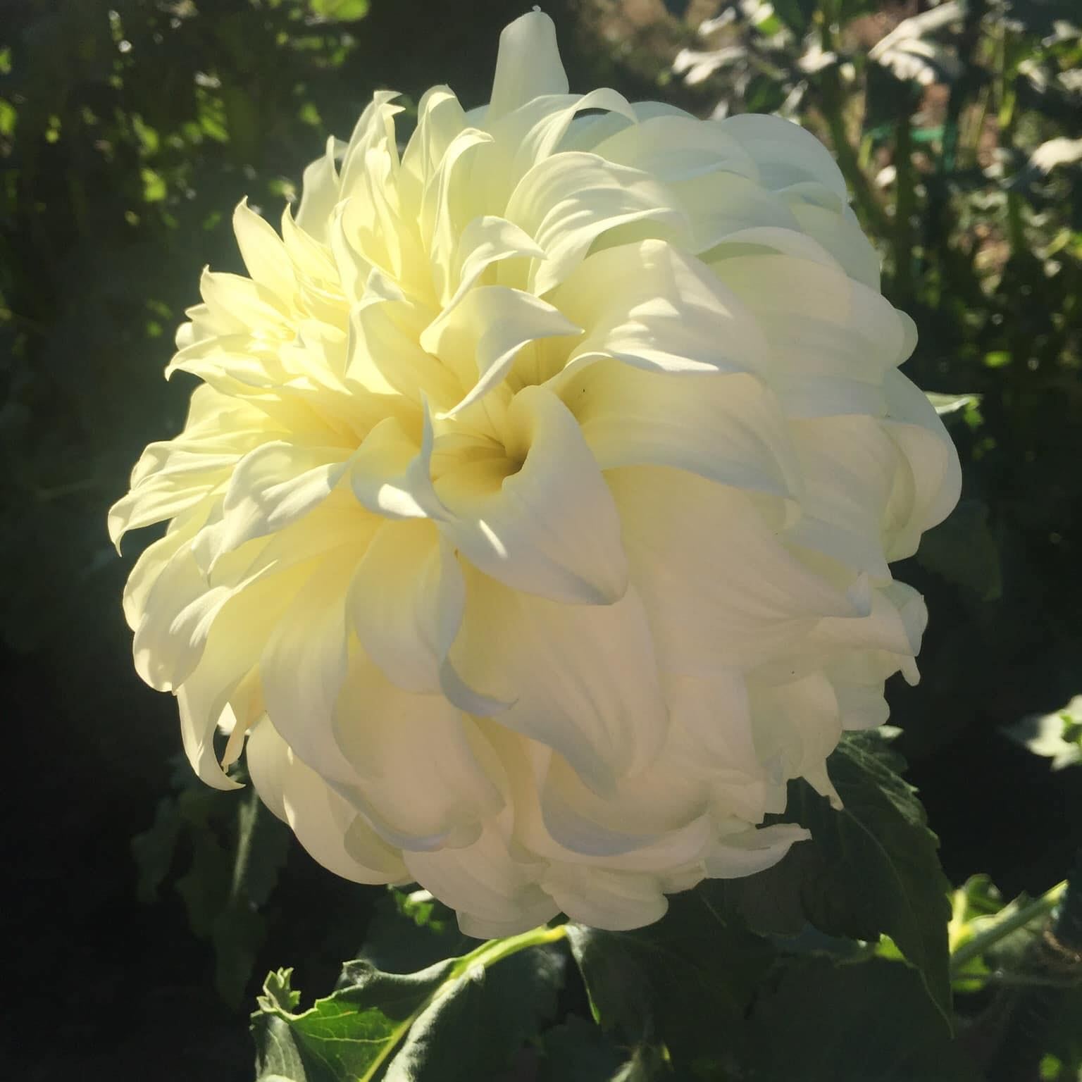 Show(ing) Dahlias | 2 of the 2026 ADS National Show Challenge Blooms ...