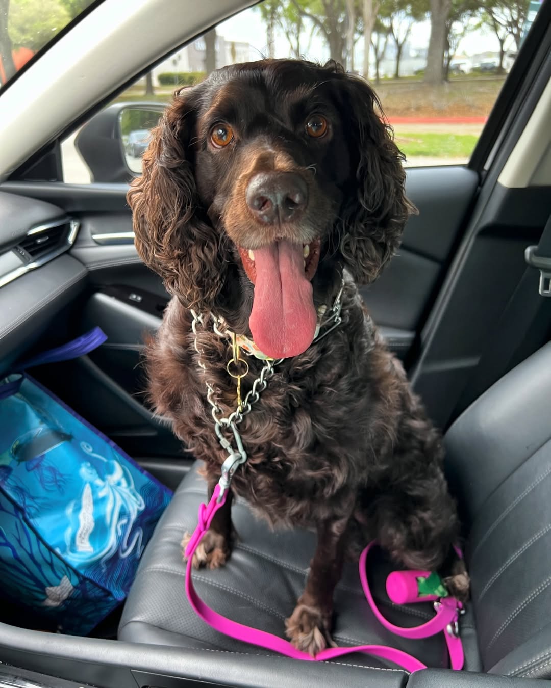 Boykin Spaniel Owners Corner 🐶🏡 | Facebook