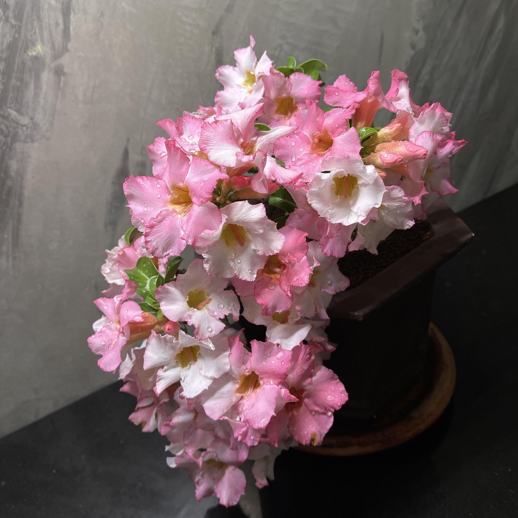 X Adenium PT