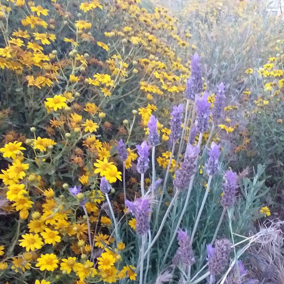 Vive el XXVI Festival de Día de Muertos en Tecate 🌼 🕯️ Procesión ...