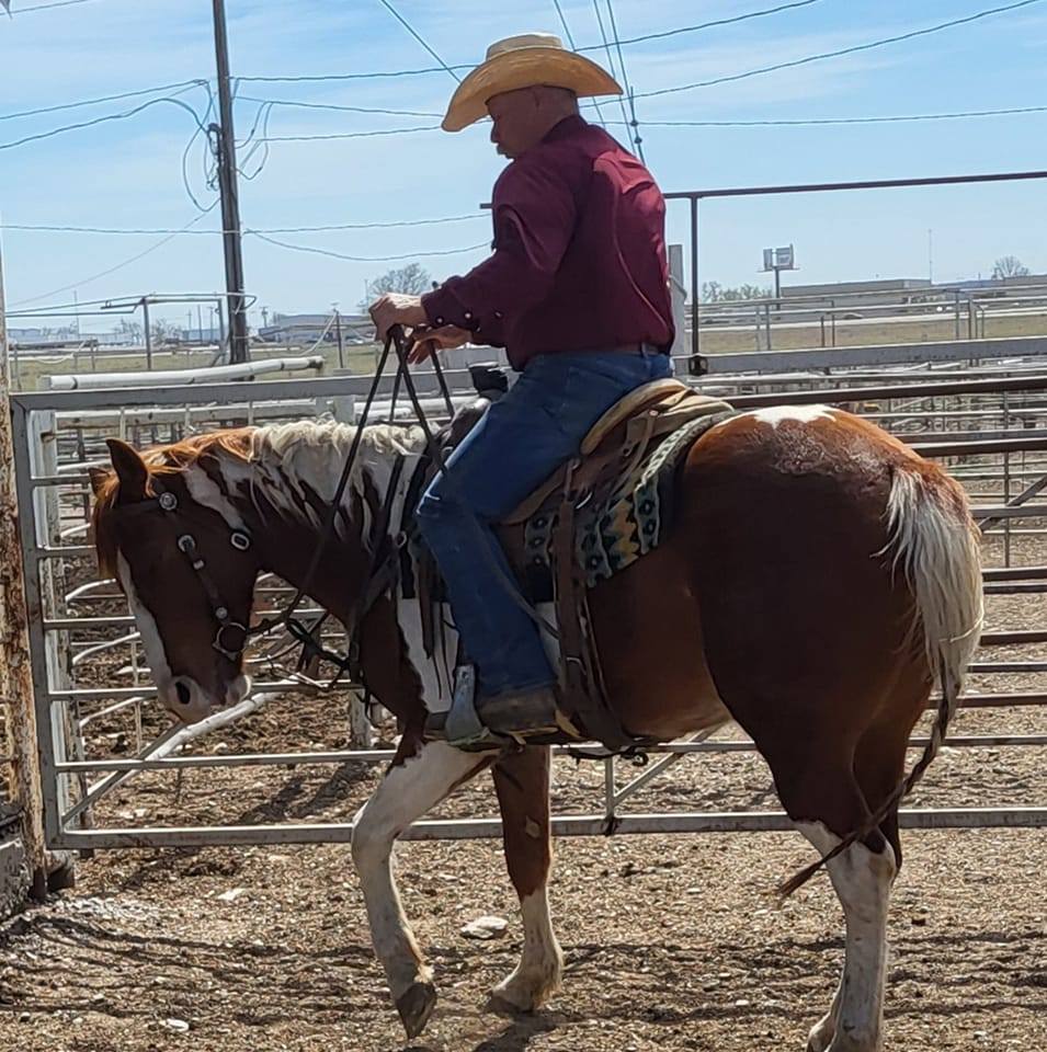 Lot 1002 This fully made crossbred gelding is looking for some miles in ...