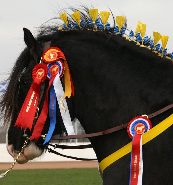 Shire Horses For Sale | Facebook