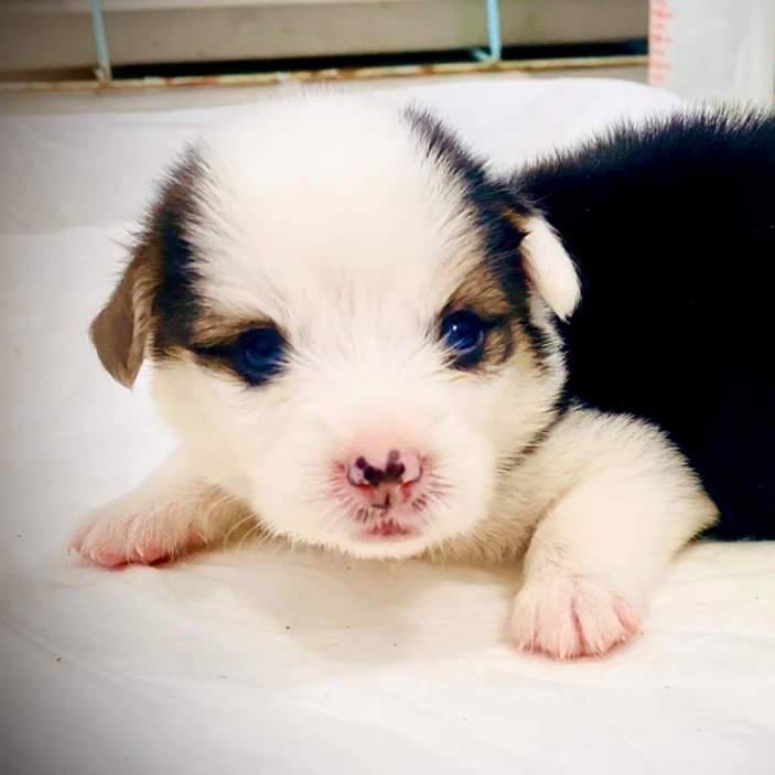 Ark Re:Code Việt Nam 🇻🇳 | Tai hại :))))) | Facebook