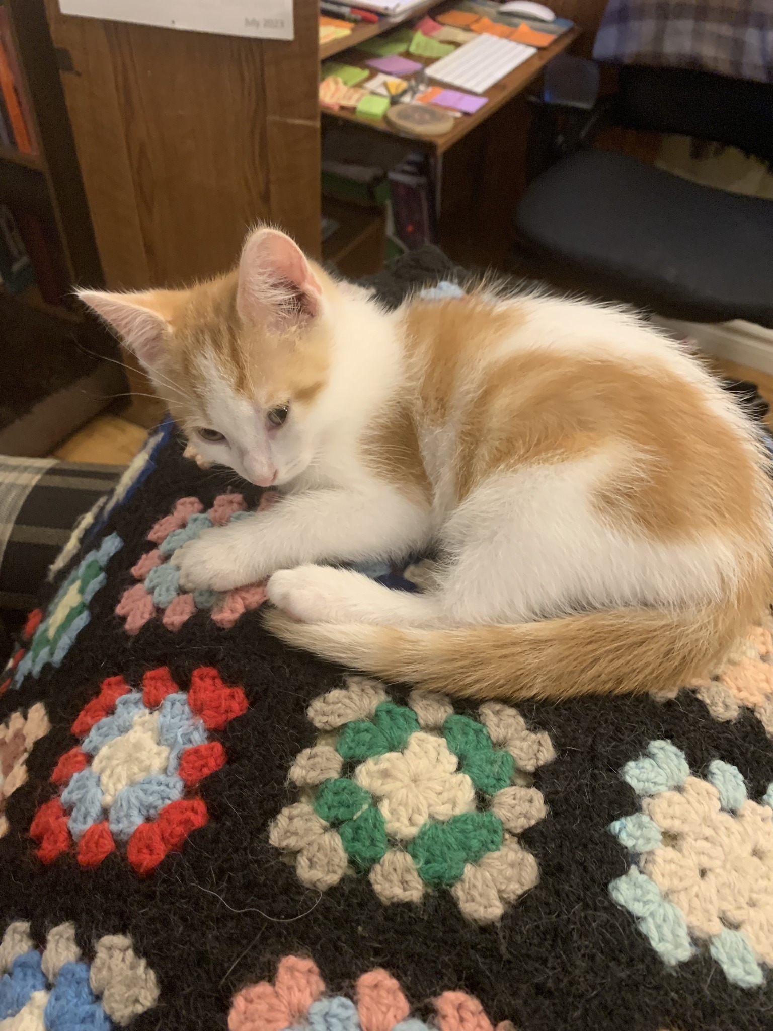 Friends Of Almonte And Surrounding Areas | Mill of kintail lost kitty ...