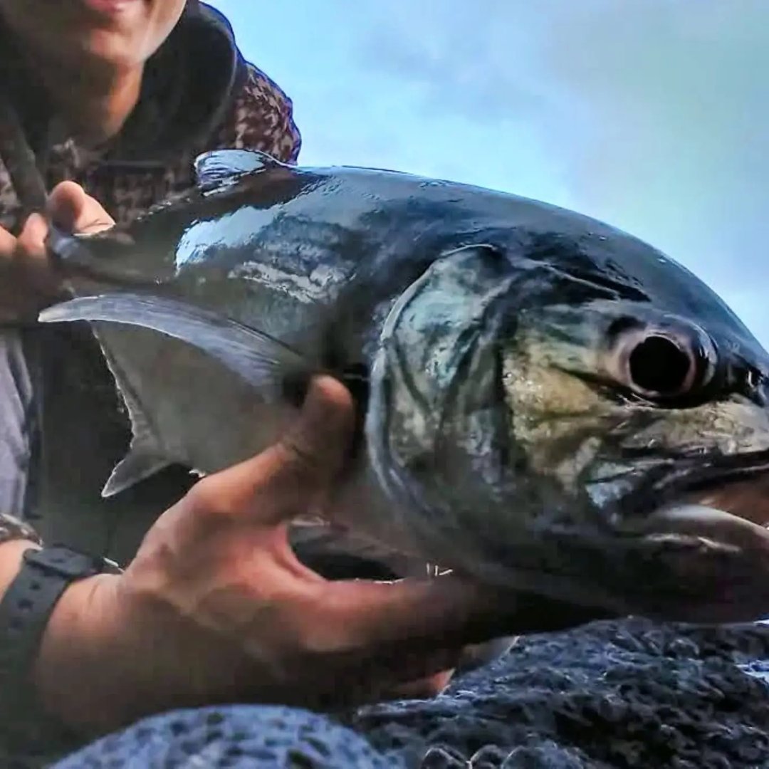 Fish on ?! Sike ! 🤪🎣🤙 Having some fun at the California Aqueduct # ...