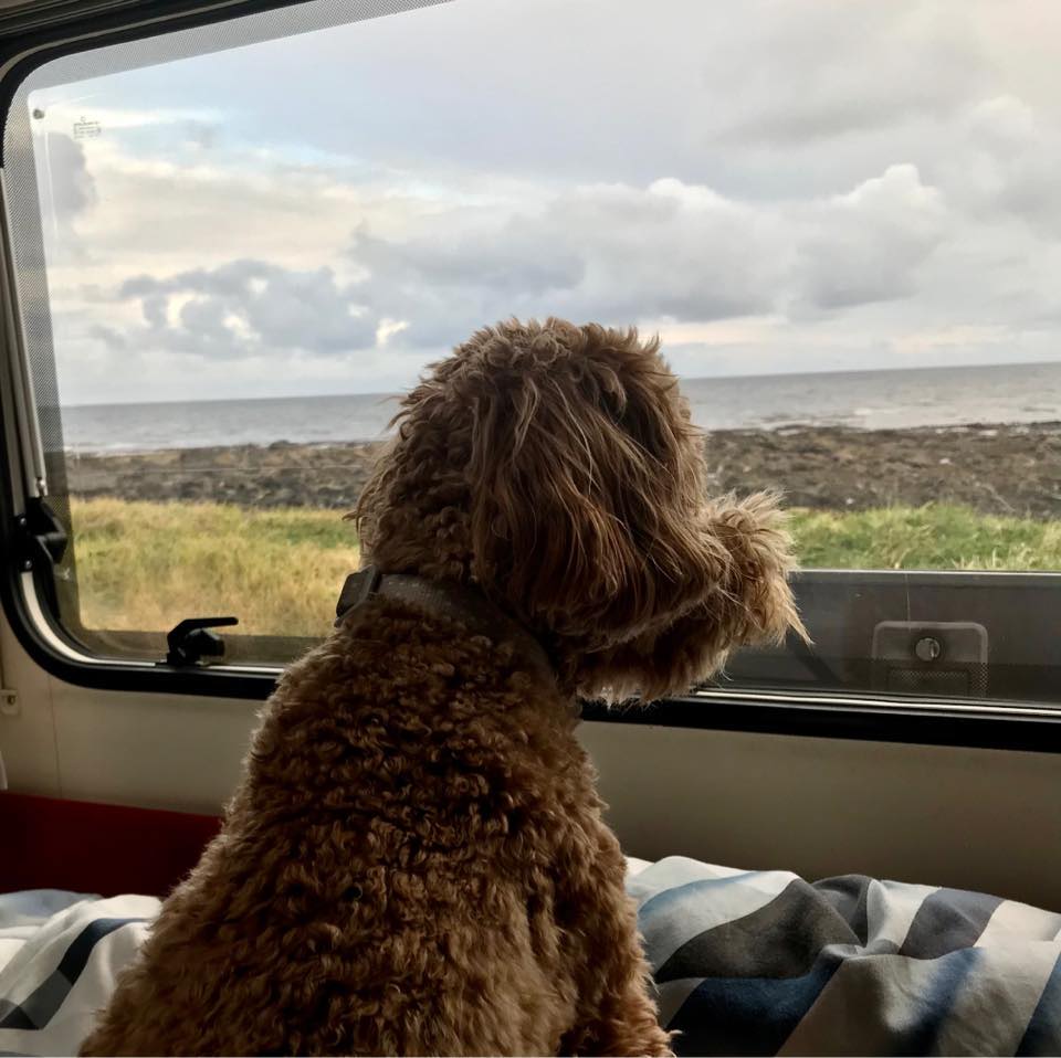 Years Dry Eye Cases and Info | Positive update for my wee fella this ...