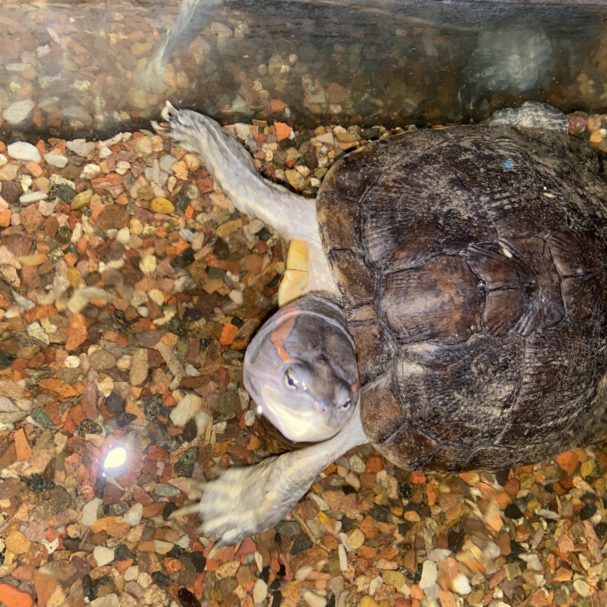 Let me introduce you to the art of the sploot 💛 | The Animal World