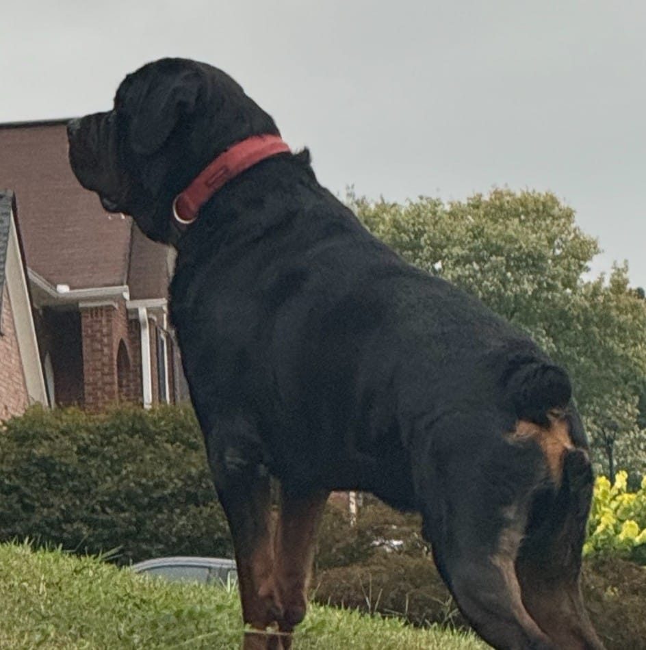 @everyone Built like a tank. Loved like a baby. 🖤 Meet our AKC ...