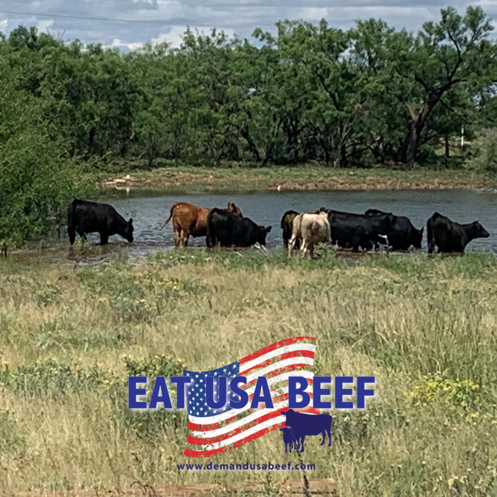 Cutting Horses And Cutting Horse Prospects Only | Facebook