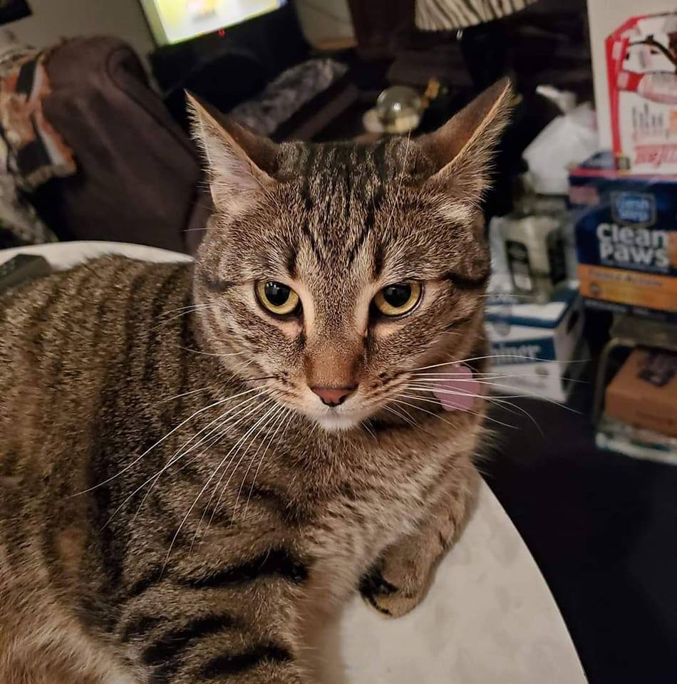 Saying goodbye to my beloved Kyla | Facebook