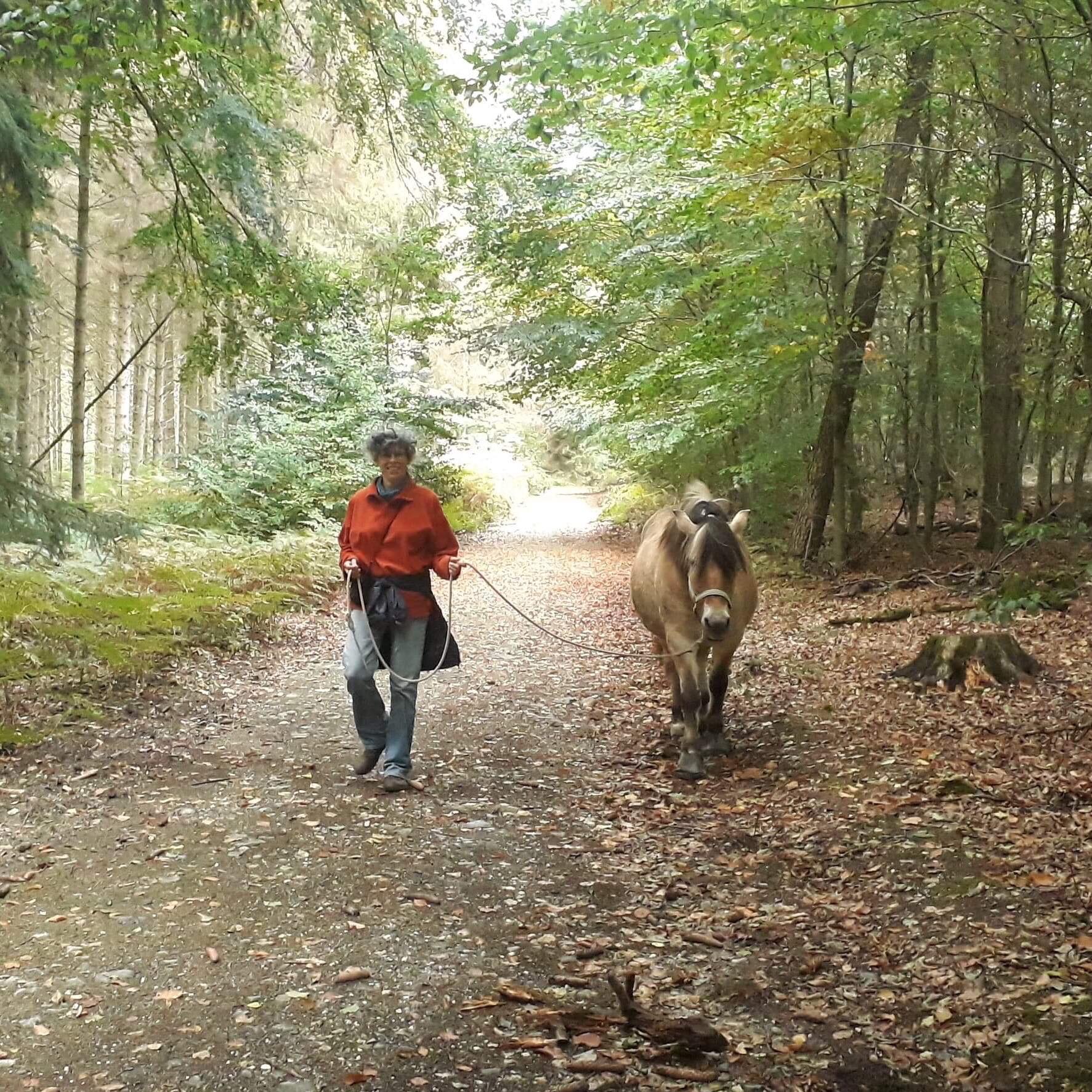 Denken over paarden | Goedemorgen, | Facebook