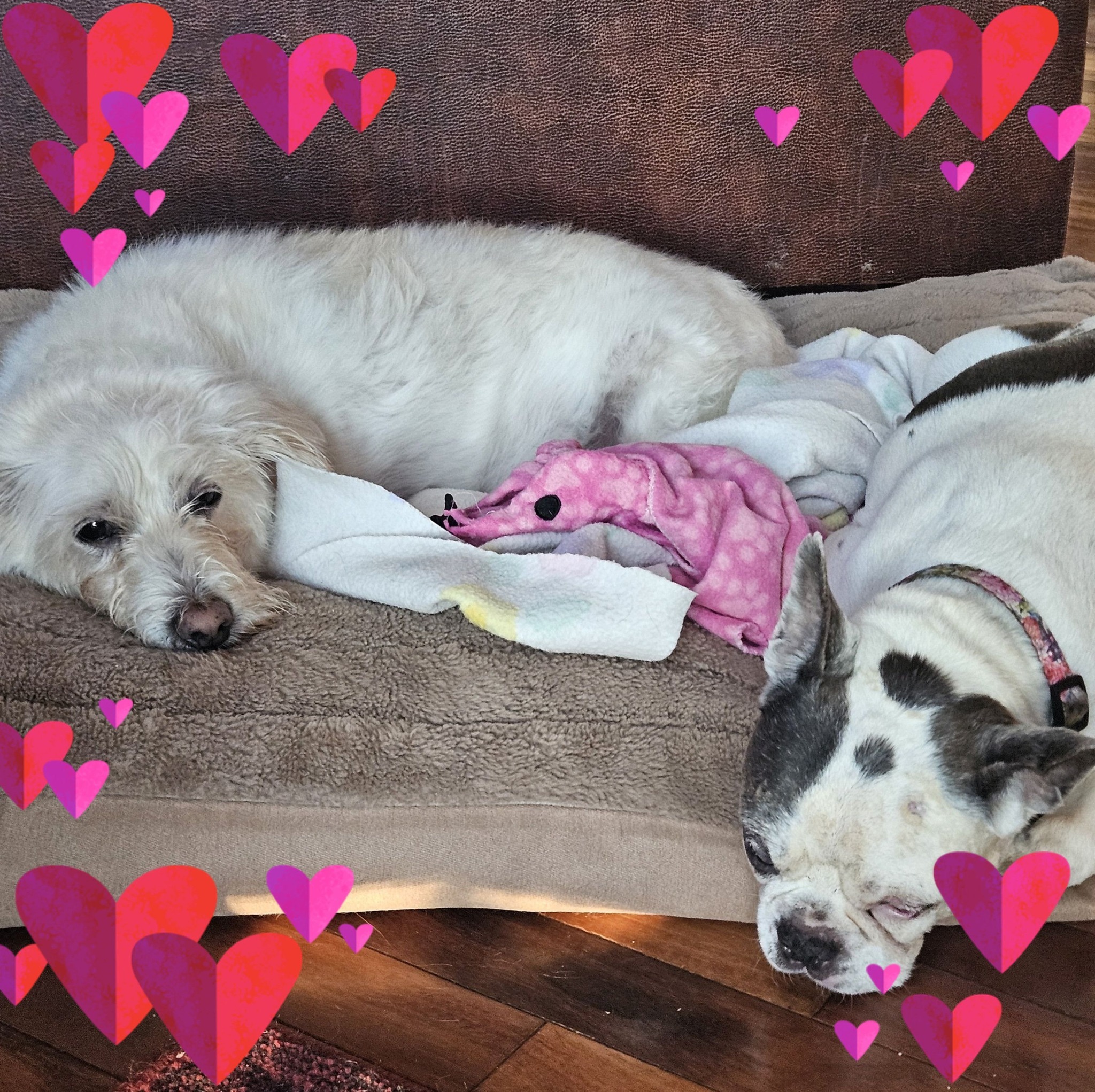 Ruby's Rescue & Retreat, NFP., McLean IL | This is why I should make ...