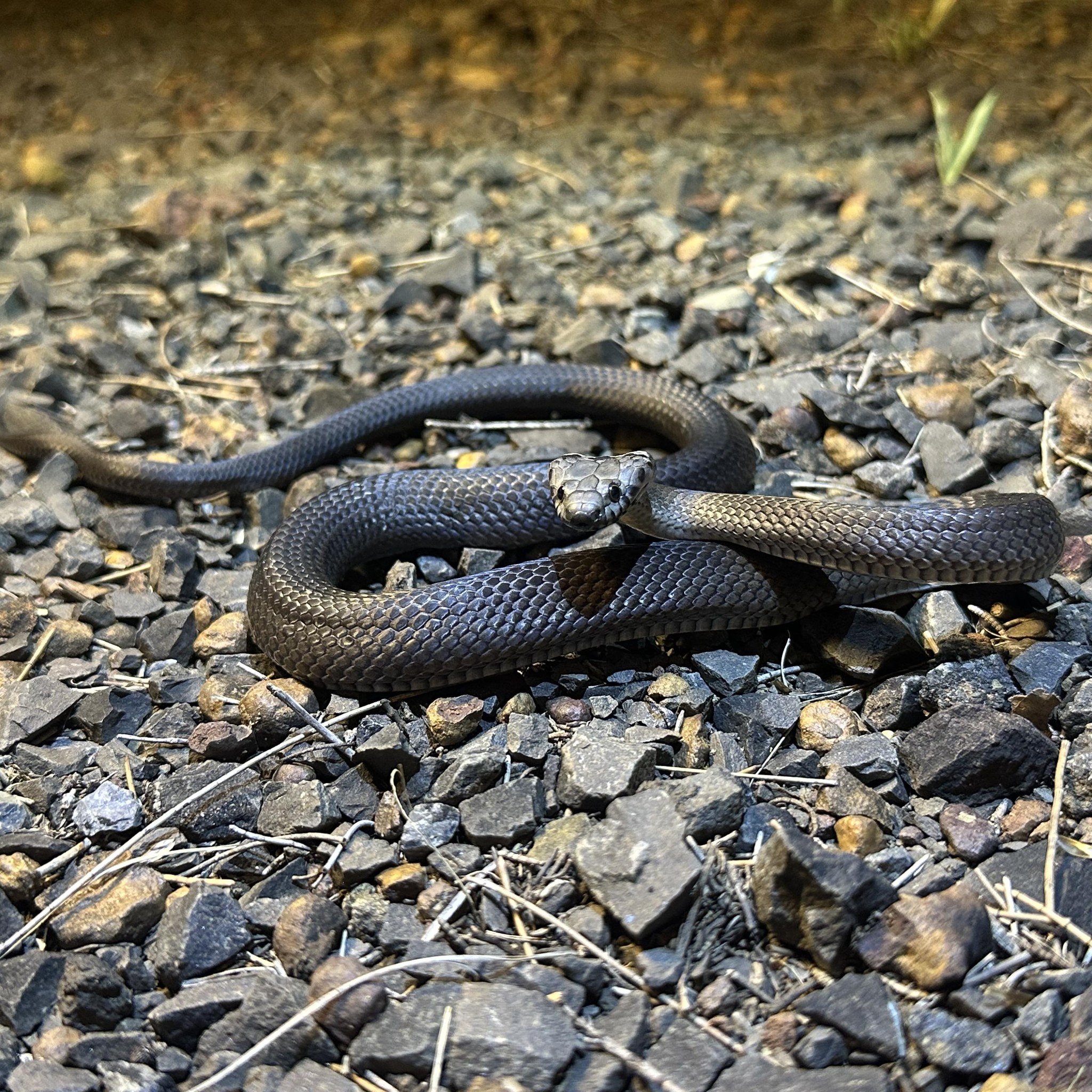 Anyone know what type of snake this is please? Wheat belt Western ...