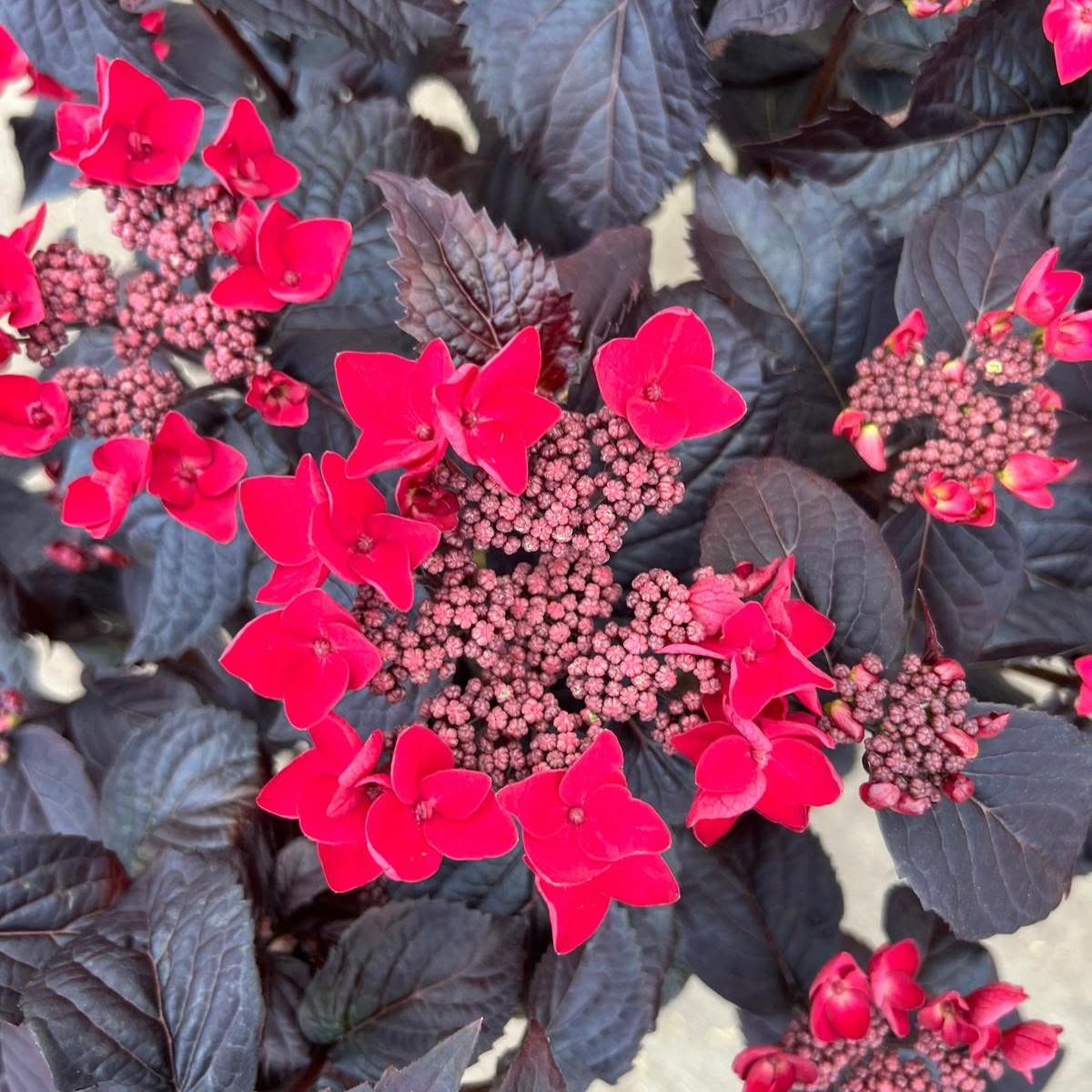 AUGI Dārzā... | Cornus kousa 'Eternal Scarlet' | Facebook