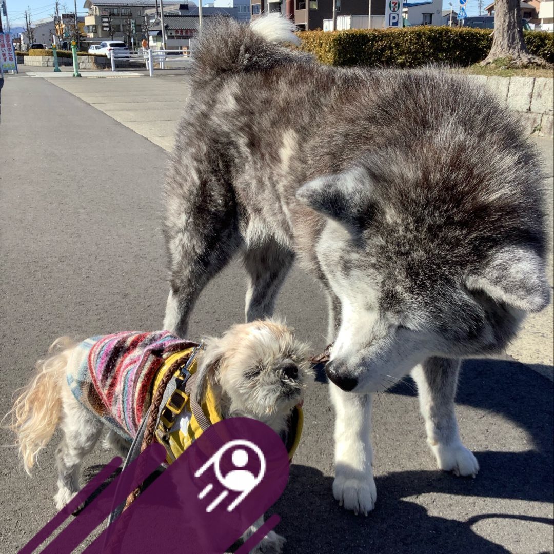 おはようございます 茶々のことを何故かジジと呼んでしまった😱💦 始めからシッポをバンバンしてるから何でかなぁ🤔 って思って撮った動画を見ると ...