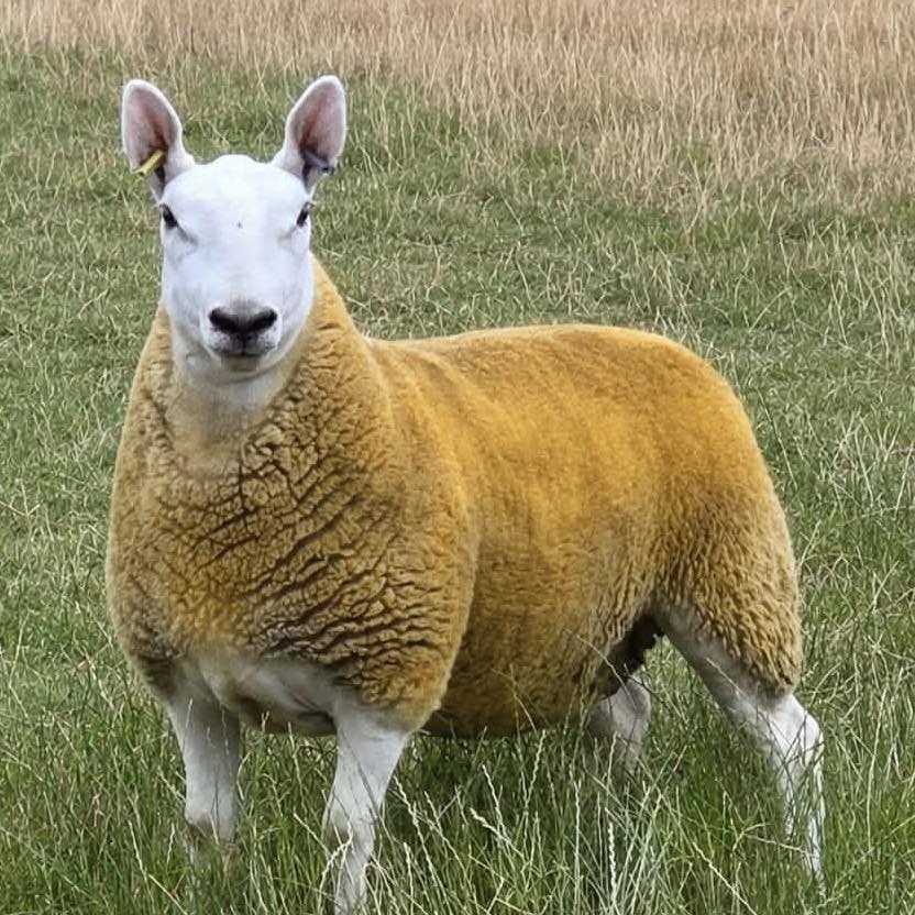 Sheep farmers UK | Iodine deficiency in Ewes… we are considerably low ...
