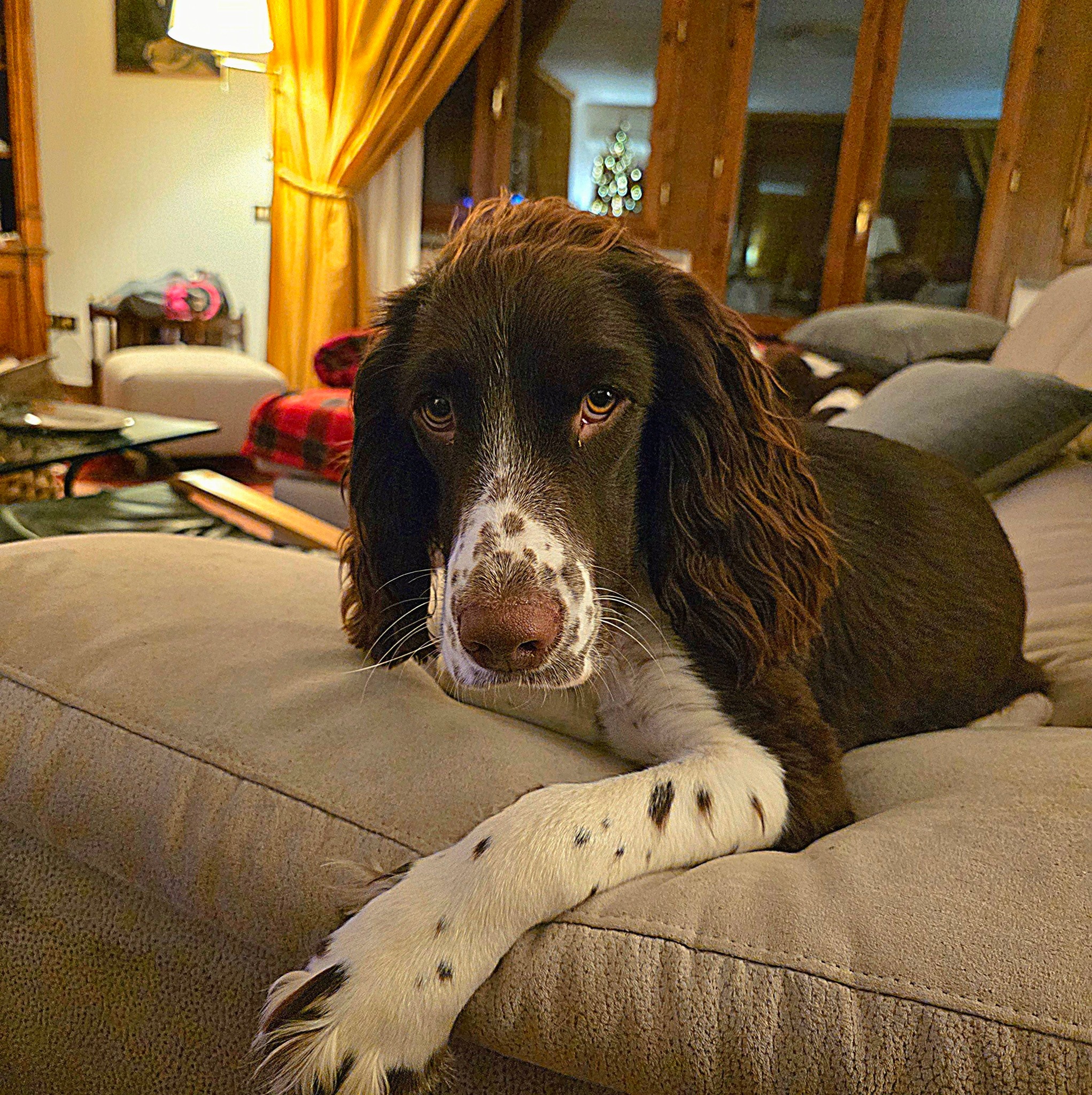 English Springer Spaniel Unity | Facebook