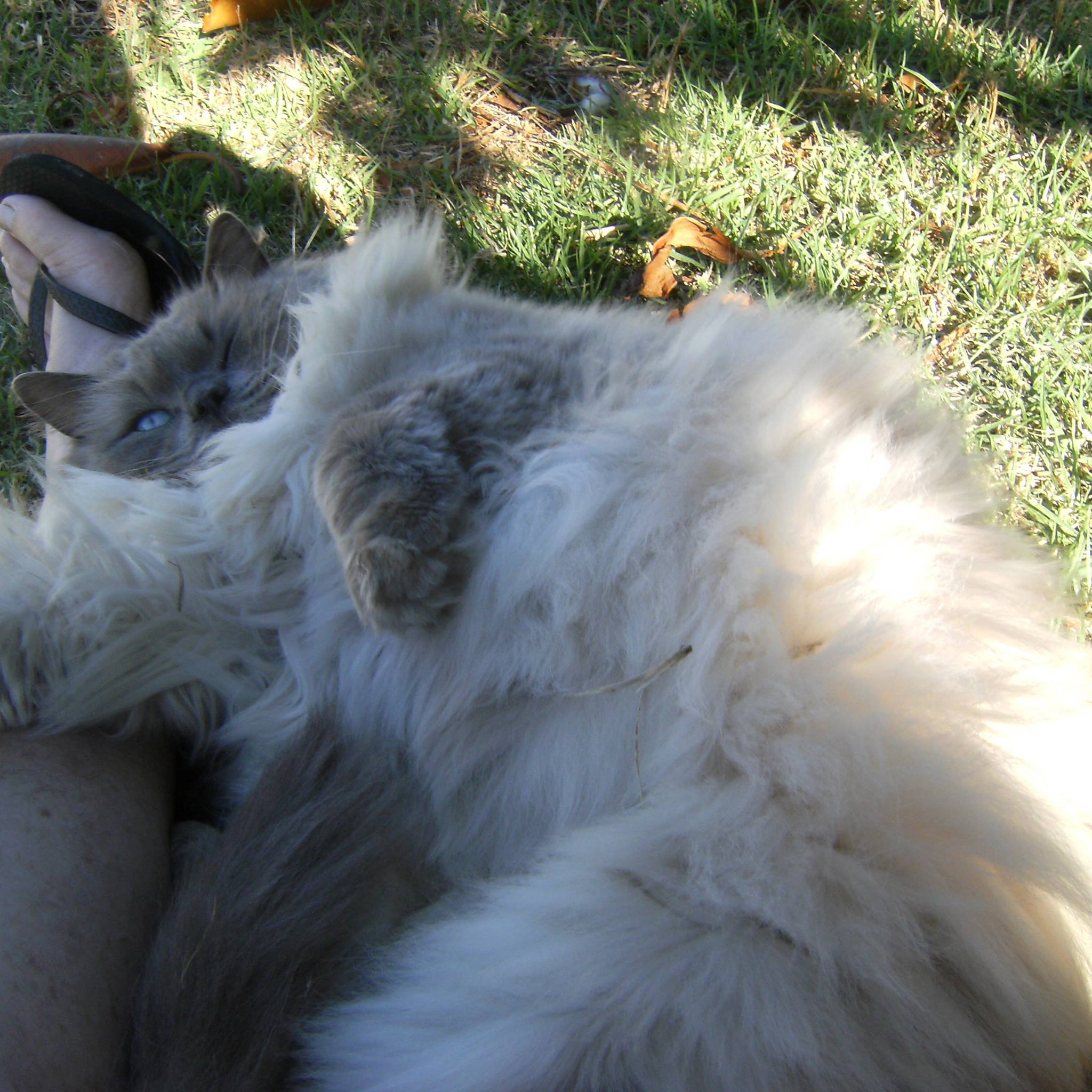 Cat Enclosure Ideas - Western Australia | I have just installed this 2 ...