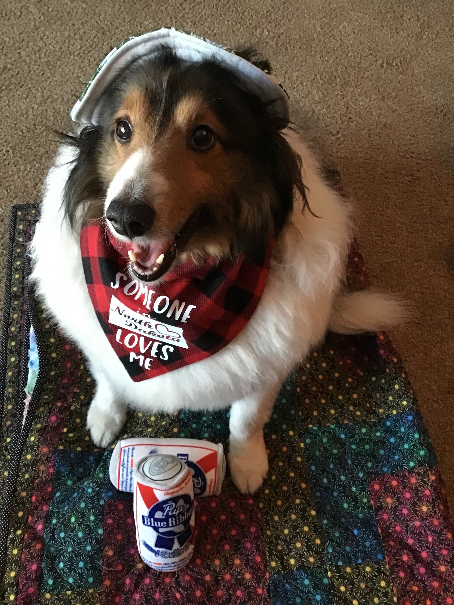 Sheltie lovers and rehoming | Facebook