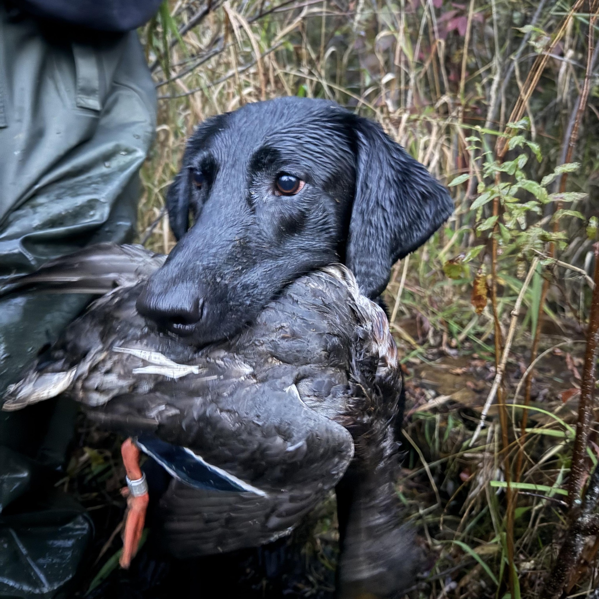 Black Labrador Group | Does anyones lab refuse to eat their food at ...