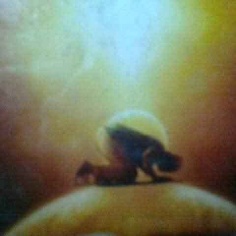 Shahiduzzaman - See it’s my surface only, don’t try to come into depth ...