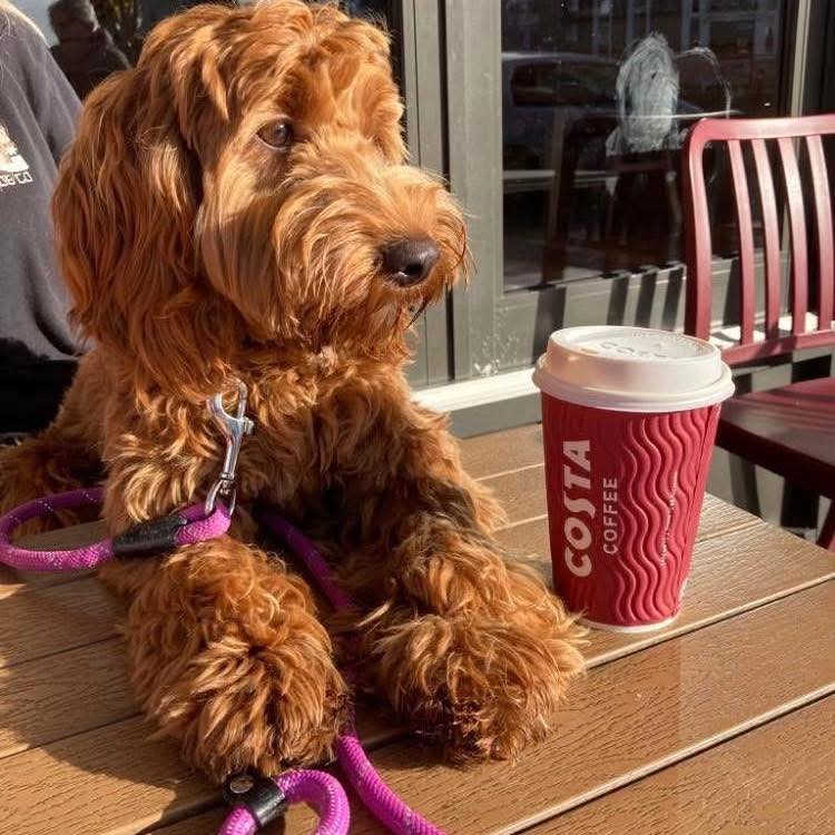 Rolo has questions … 🤭 #cockapoo #cutedogs #funnydog #itsadogslife ...