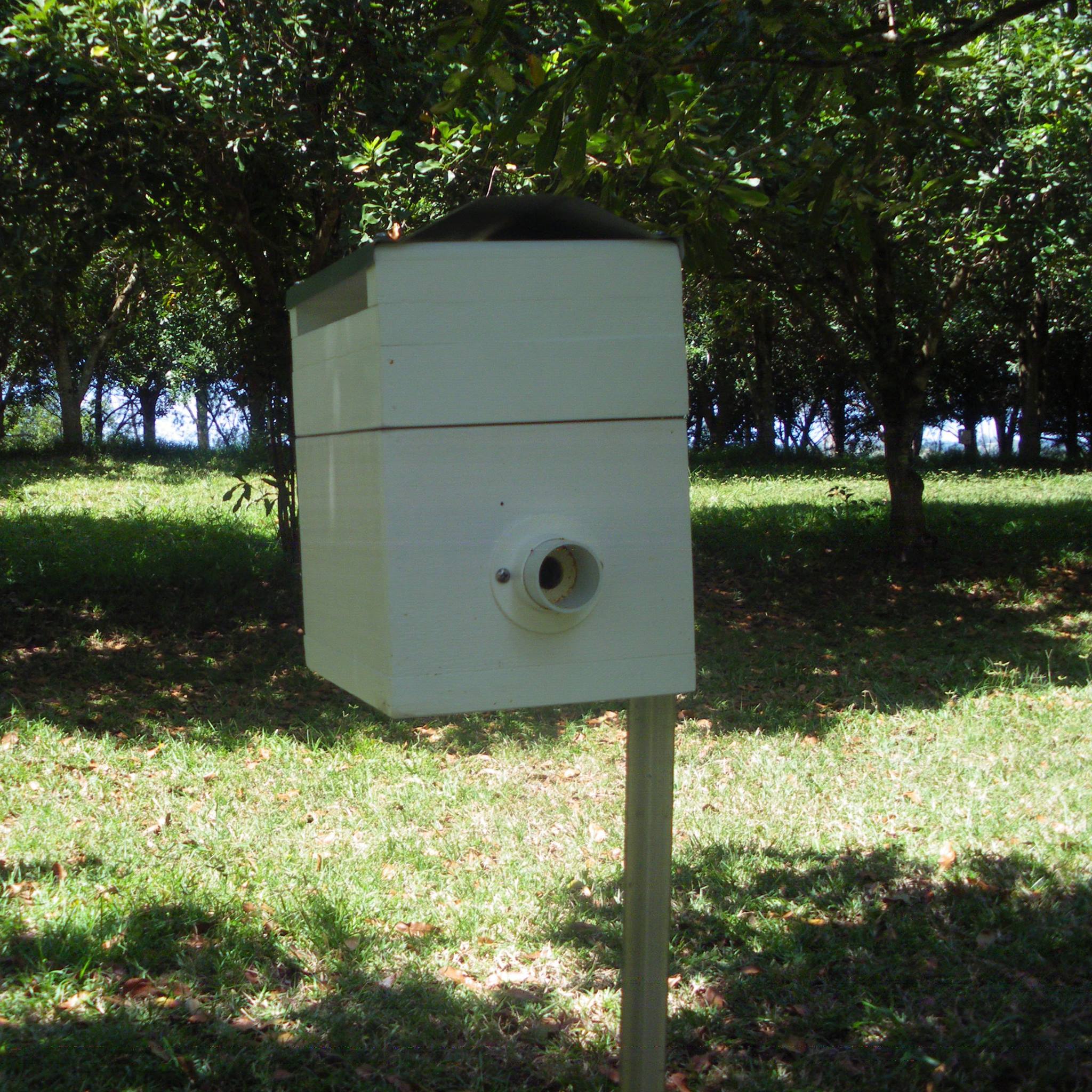 Bee Aware of Your Native Bees (Australia) | Anyone know why these ...