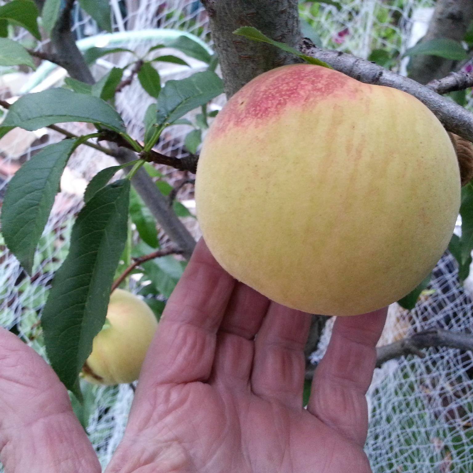 Heritage and Rare Fruit Network (Australia) | Looking to purchase bare ...