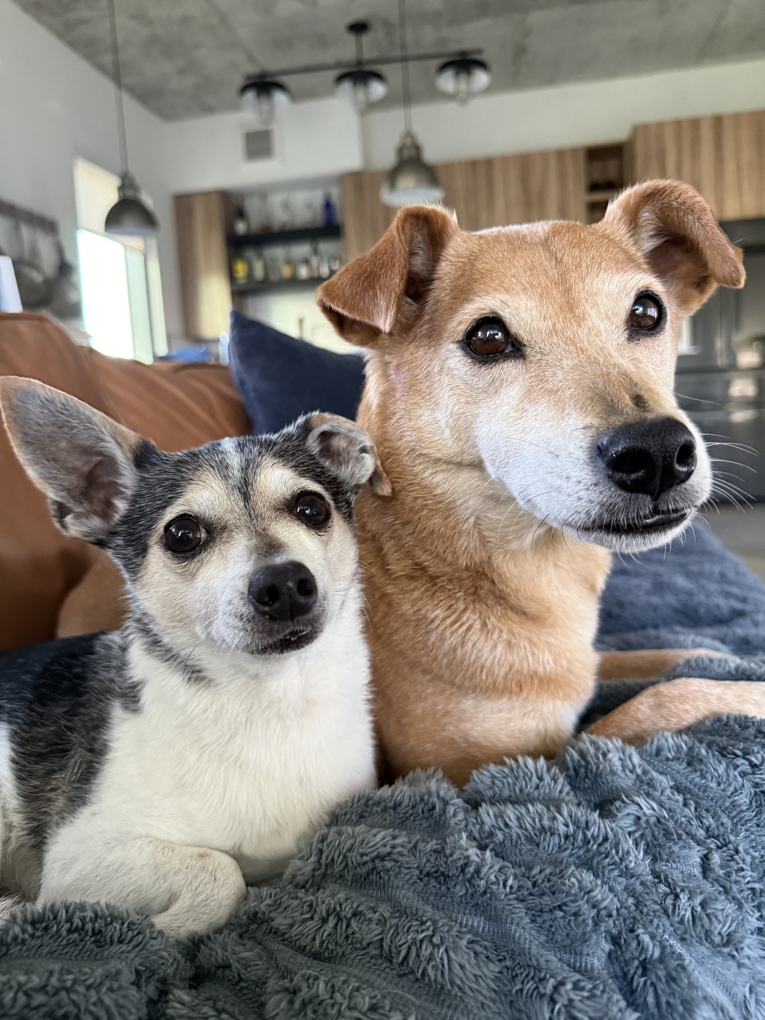 Dog Walker Diaries Entry 001 : Notes from the Dog Walker # ...