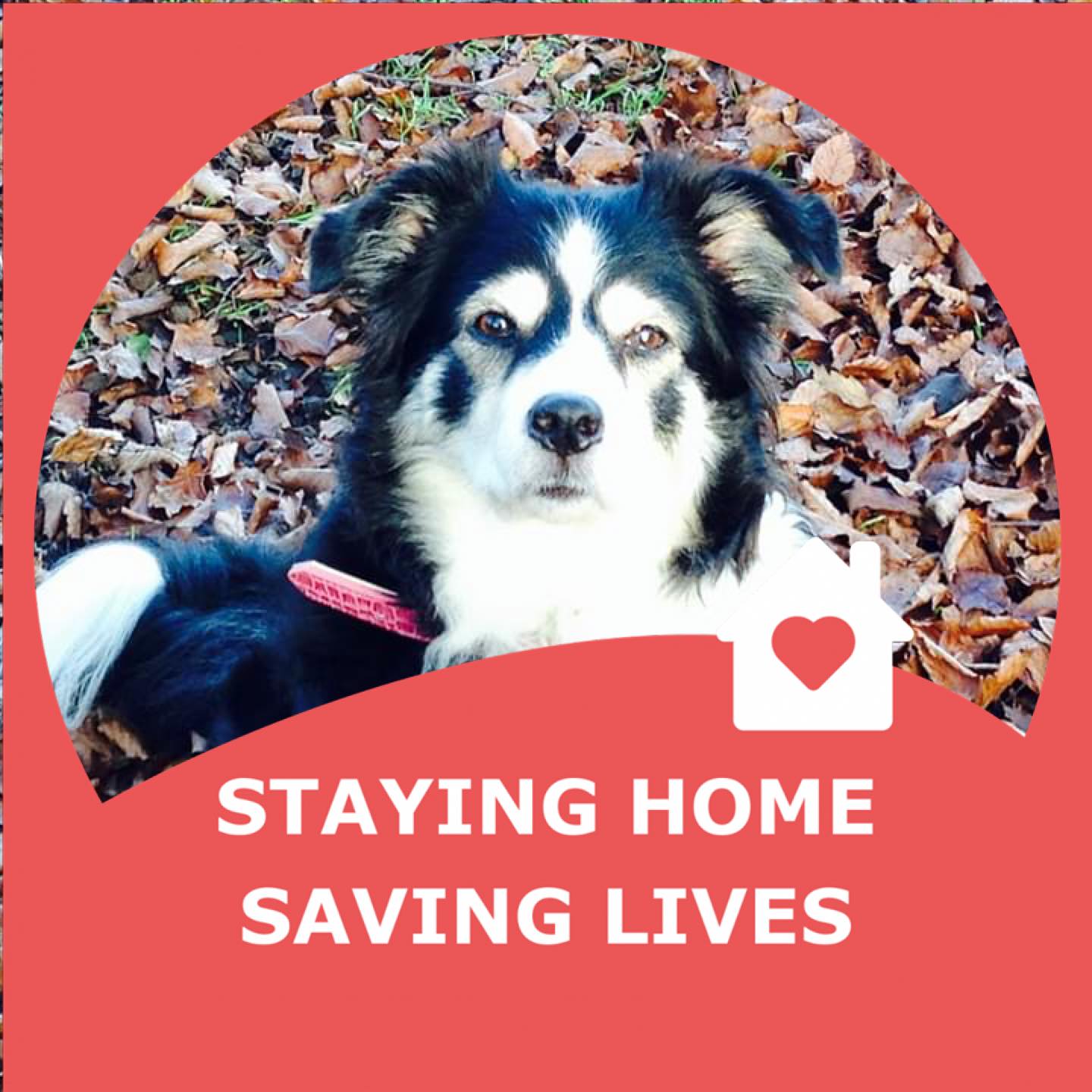 Border Collie Owners Hub 🐶🏠 | Facebook