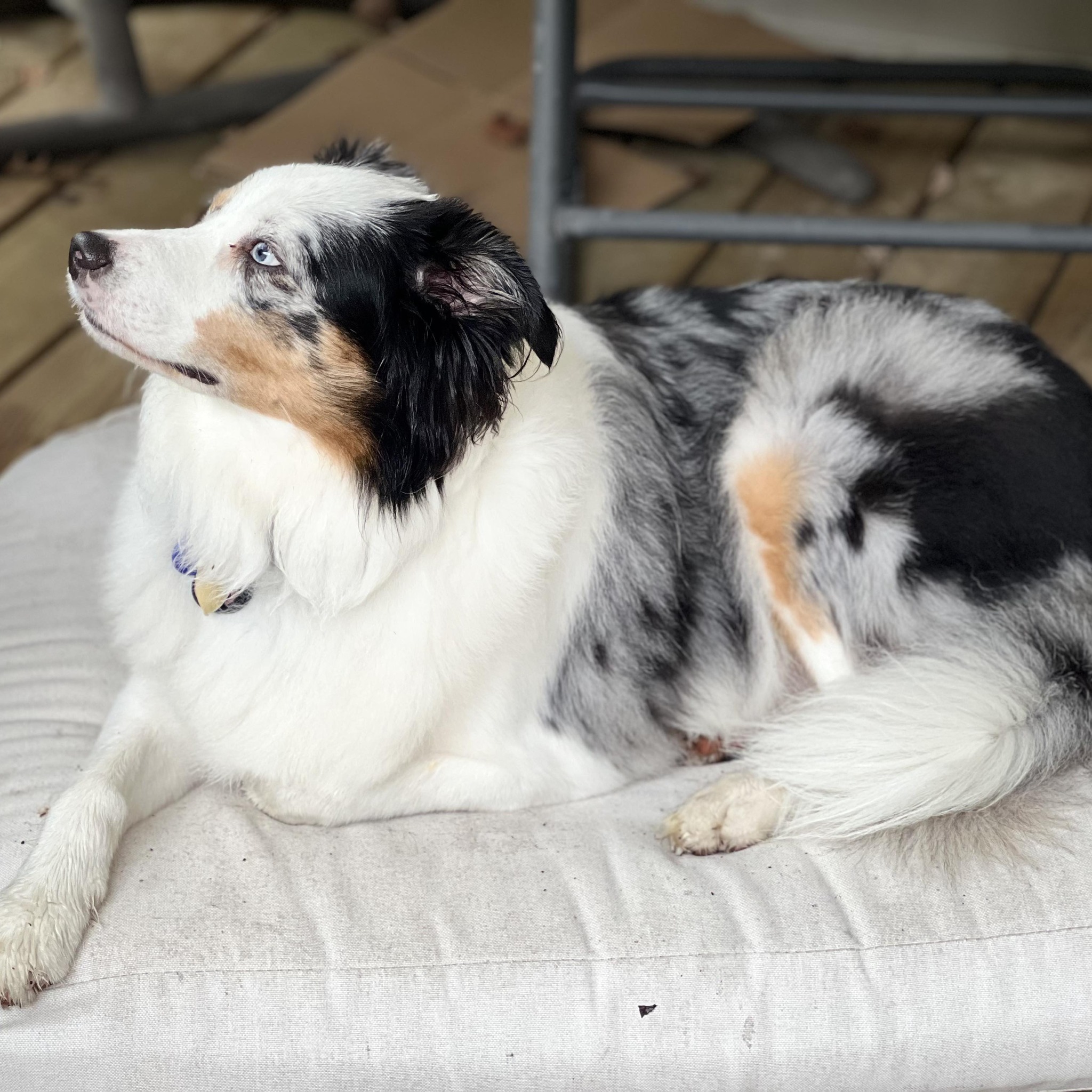 Australian shepherds for adoption and Rehoming | Honest opinions only ...