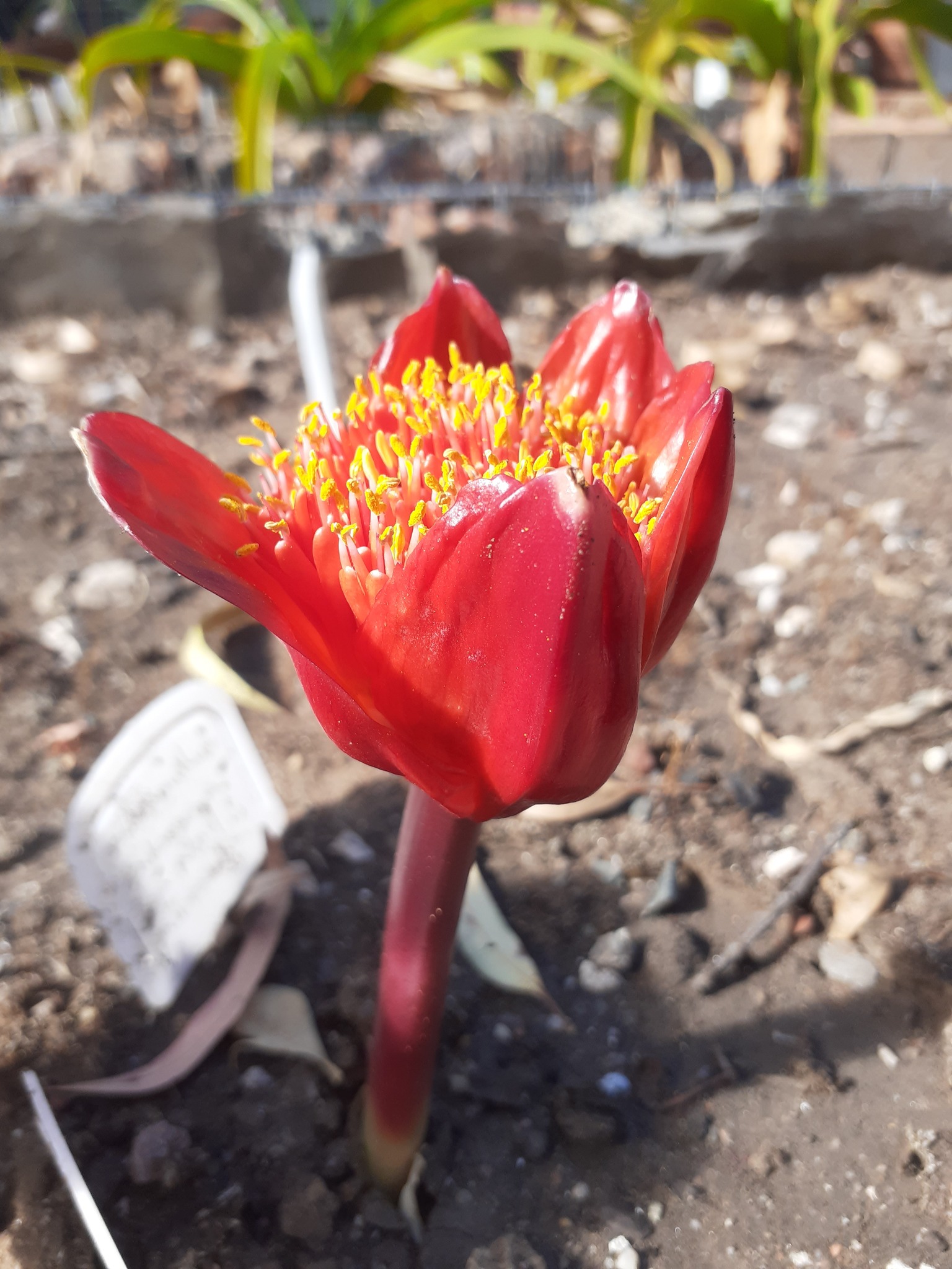 Australian Bulb Exchange | Phaenadrassa cinerea | Facebook