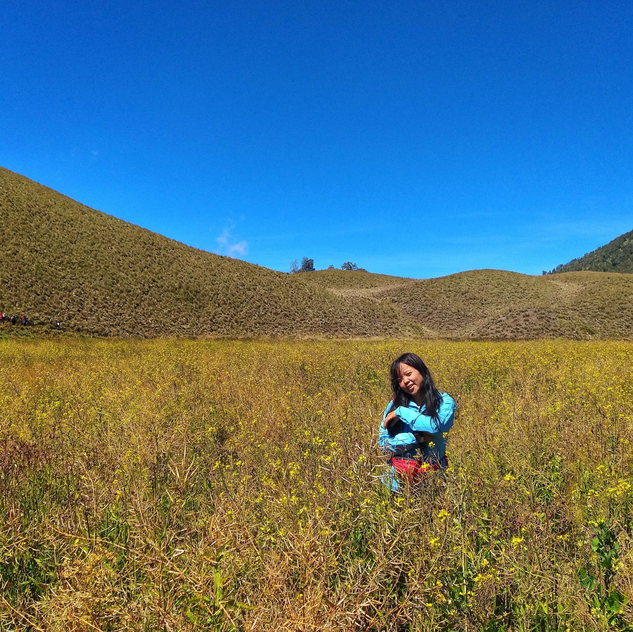Stek bougenville #bougenville #stekbougenville | Kebun Sigit