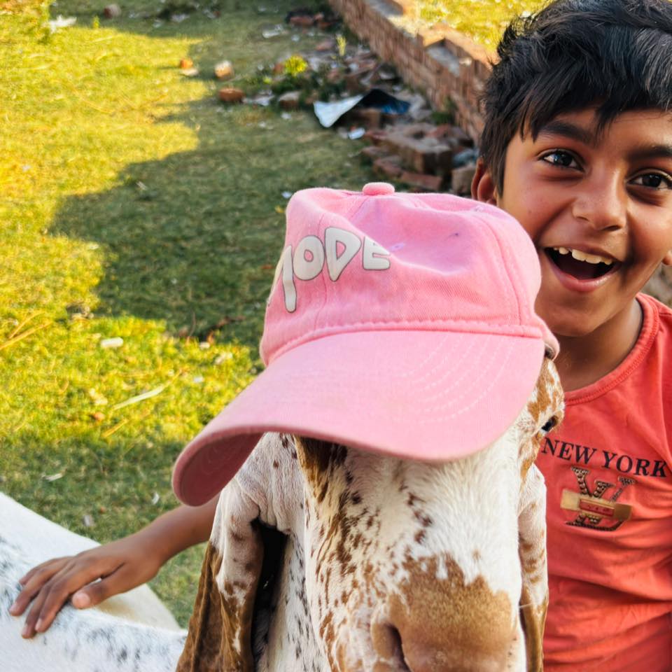 Cow Mandi - Sialkot - For sale | Facebook