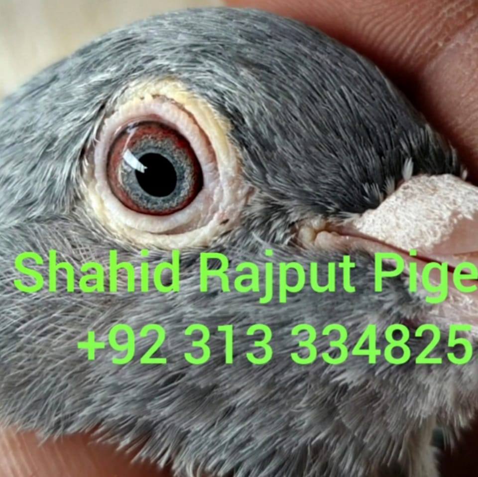 Shahid Rajput