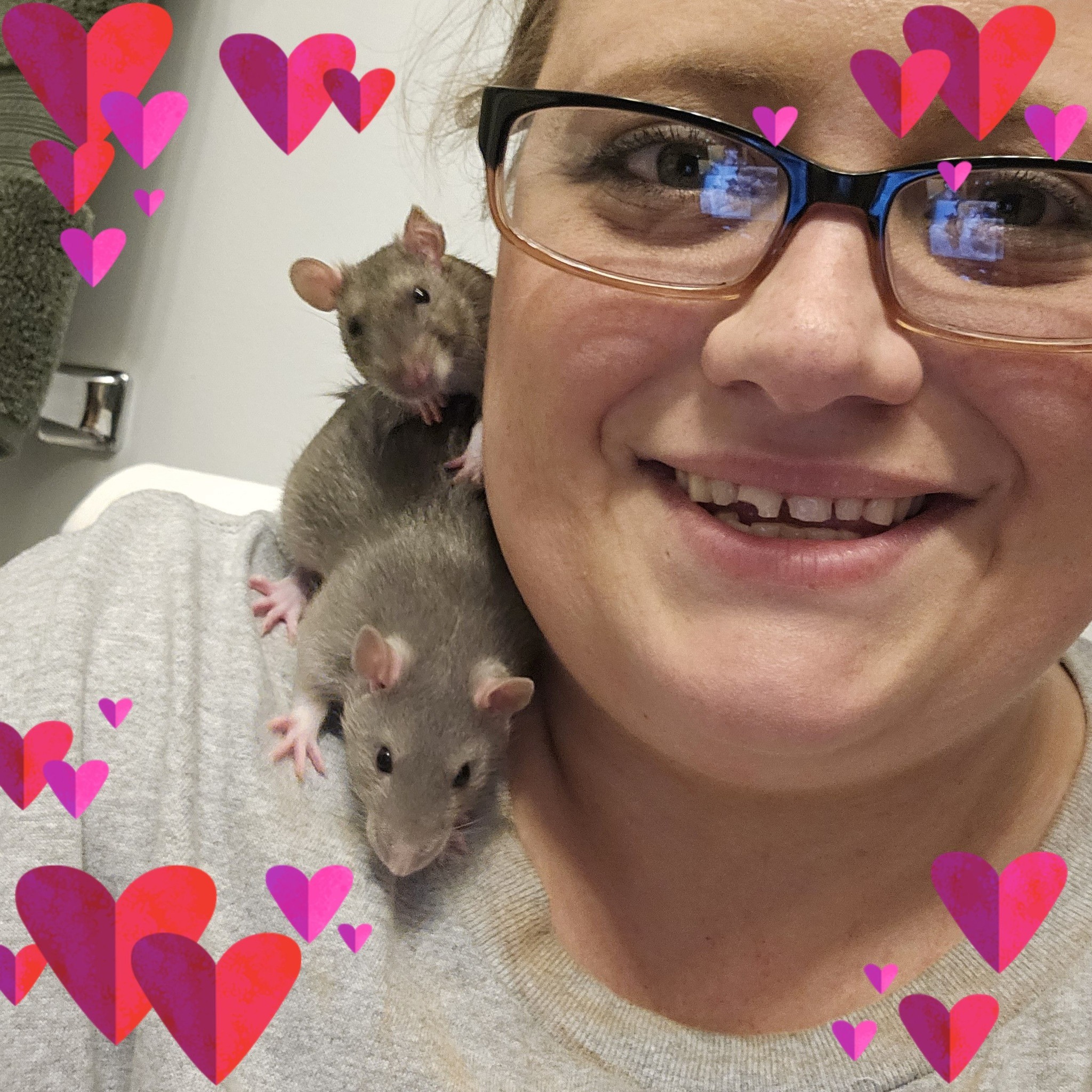Everything Rats | So unfortunately I have to rehome my rats... | Facebook
