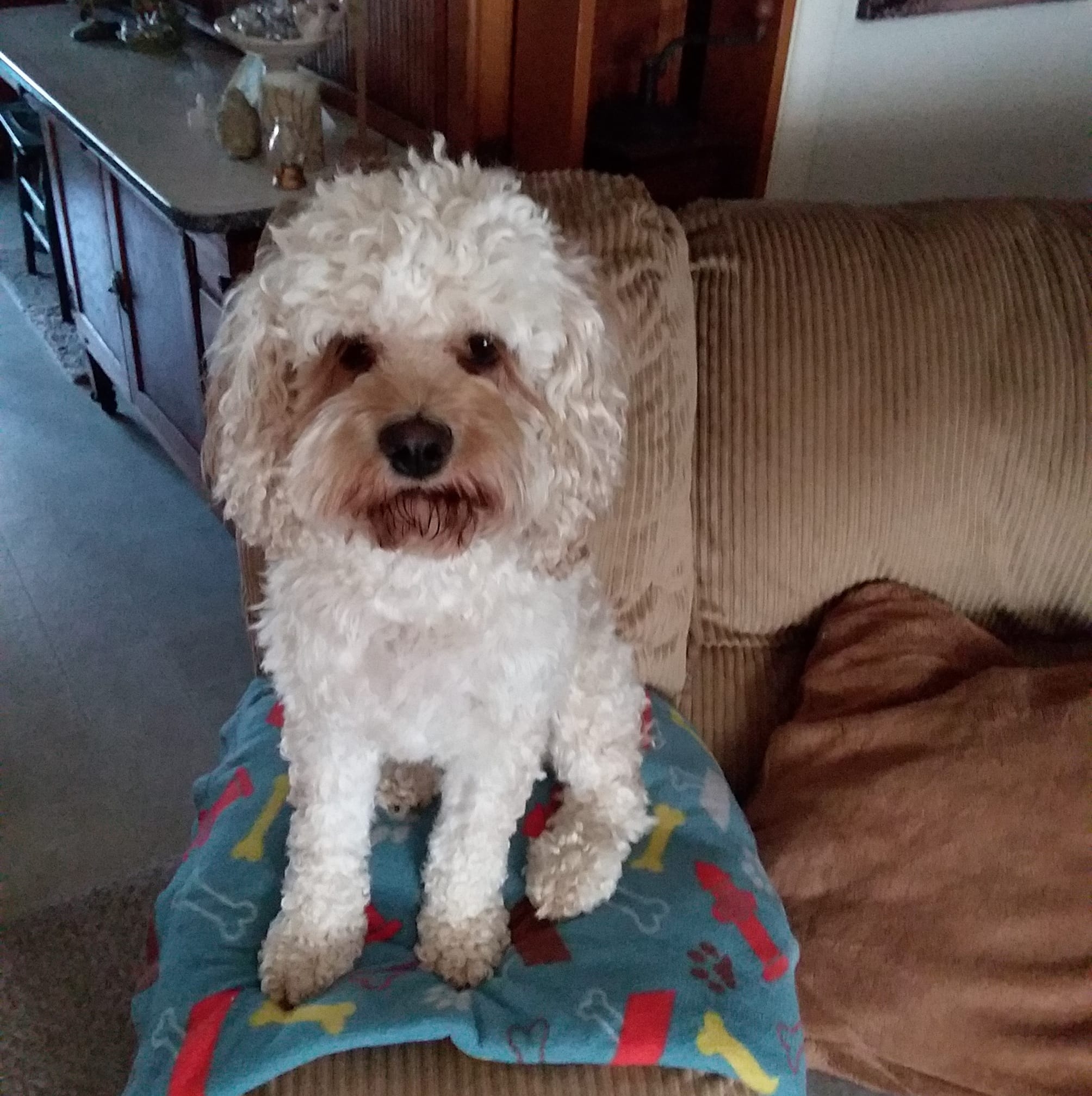 Lost dog | Facebook