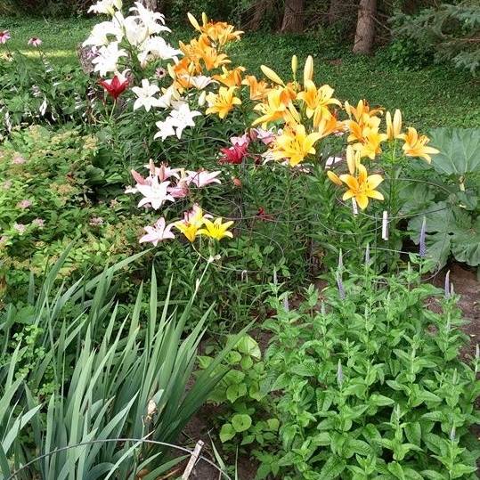 Balaton MN Community Page | My cat, Sassy, got out in error on Sunday ...